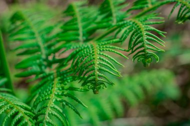 Eğreltiotu yapraklarının açtığı yakın plan bir resim.