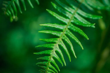 Eğreltiotu yapraklarının açtığı yakın plan bir resim.