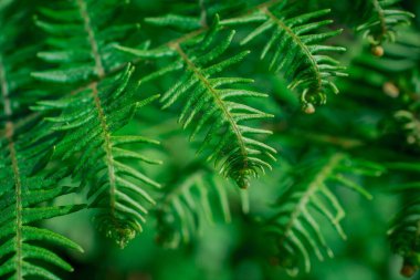 Eğreltiotu yapraklarının açtığı yakın plan bir resim.