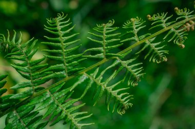 Eğreltiotu yapraklarının açtığı yakın plan bir resim.