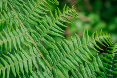 Eğreltiotu yapraklarının açtığı yakın plan bir resim.