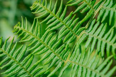 Eğreltiotu yapraklarının açtığı yakın plan bir resim.