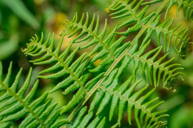 Eğreltiotu yapraklarının açtığı yakın plan bir resim.