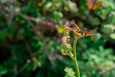 Eğreltiotu yapraklarının açtığı yakın plan bir resim.