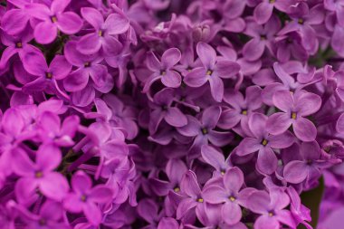 Arkaplanda leylak çiçekleri, Seçici Odağı kapat