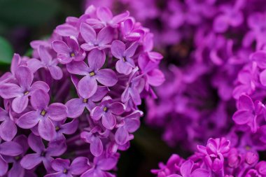 Arkaplanda leylak çiçekleri, Seçici Odağı kapat