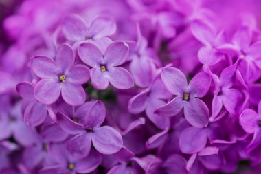 Arkaplanda leylak çiçekleri, Seçici Odağı kapat
