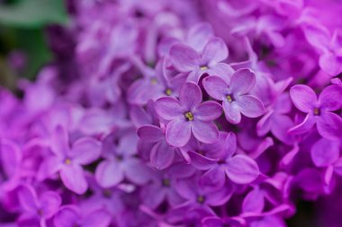 Arkaplanda leylak çiçekleri, Seçici Odağı kapat