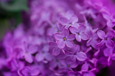 Arkaplanda leylak çiçekleri, Seçici Odağı kapat