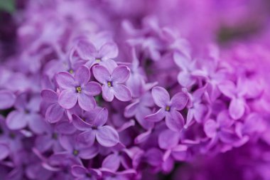 Arkaplanda leylak çiçekleri, Seçici Odağı kapat