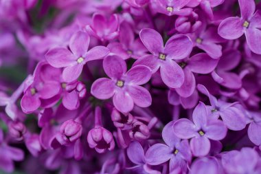 Arkaplanda leylak çiçekleri, Seçici Odağı kapat