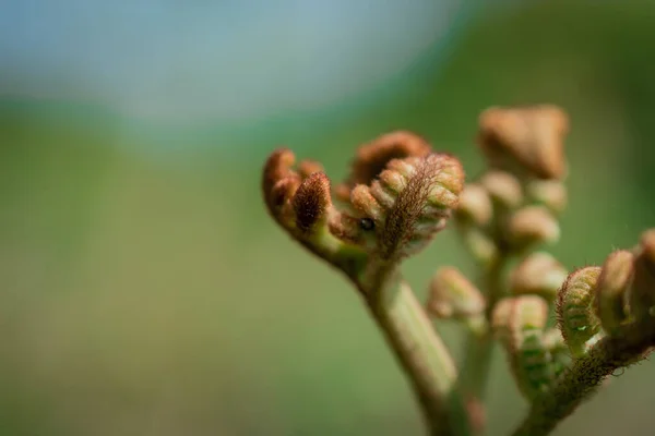 Close Image Fern Frond Unfurling — Stockfoto