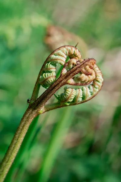 Close Image Fern Frond Unfurling — Stockfoto