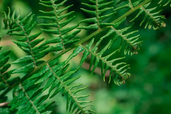Eğreltiotu yapraklarının açtığı yakın plan bir resim.