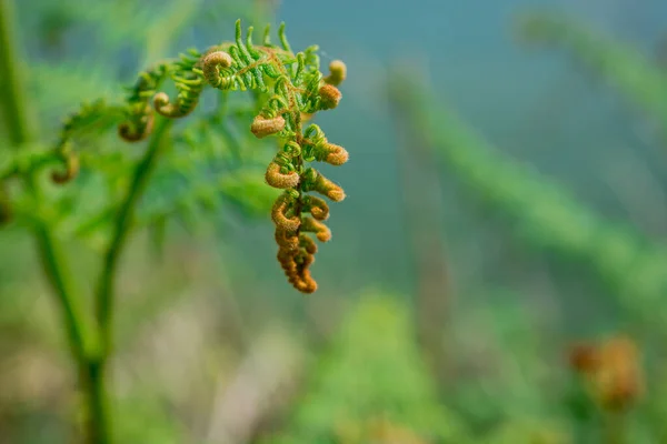 Close Image Fern Frond Unfurling — Photo