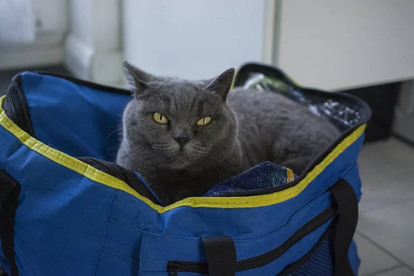 Gray British Cat Lying Bag — ストック写真