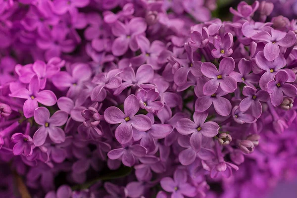 Arkaplanda leylak çiçekleri, Seçici Odağı kapat