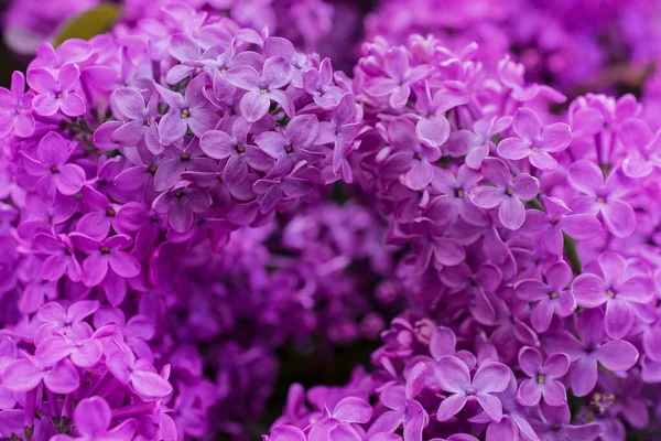 Arkaplanda leylak çiçekleri, Seçici Odağı kapat