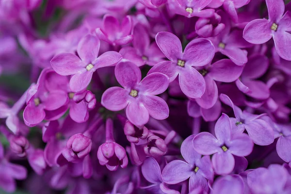 Arkaplanda leylak çiçekleri, Seçici Odağı kapat