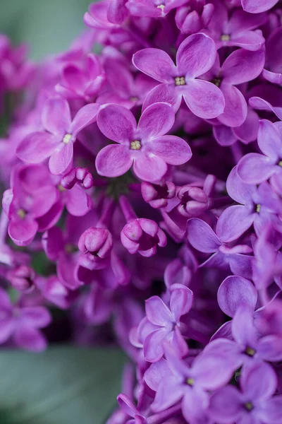 Arkaplanda leylak çiçekleri, Seçici Odağı kapat