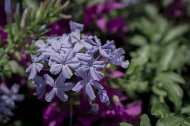 Cape Leadwort çiçeğini kapatın Plumbago auriculata 