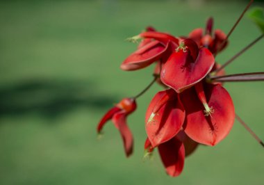 Bir sürü ceiba çiçeği (Erythrina Cristagalli) 