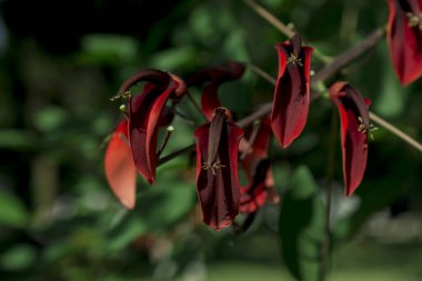 Bir sürü ceiba çiçeği (Erythrina Cristagalli) 