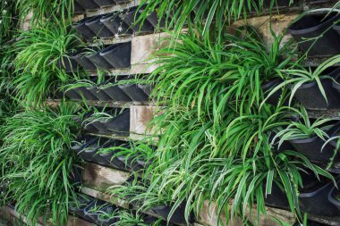 Arkaplan için çiçek duvarı dikey bahçesi