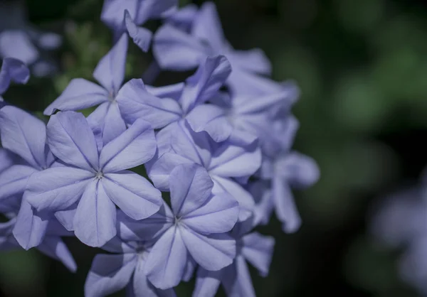 Gros Plan Cape Leadwort Flower Plumbago Auriculata — Photo