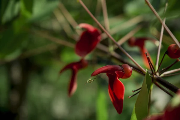 Πολλά Λουλούδια Ceiba Erythrina Cristagalli — Φωτογραφία Αρχείου
