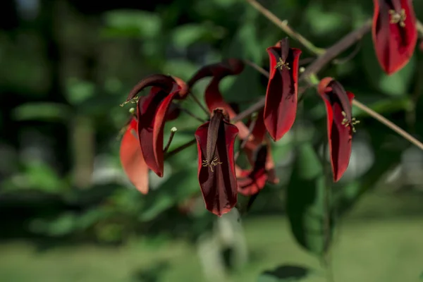 Πολλά Λουλούδια Ceiba Erythrina Cristagalli — Φωτογραφία Αρχείου