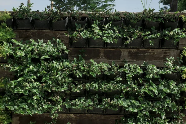 Bloemenwand Verticale Tuin Voor Achtergrond — Stockfoto