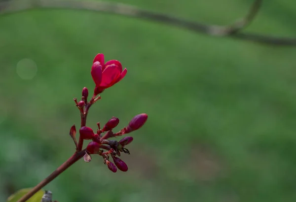 花弁が5枚で小さな赤い花を咲かせます — ストック写真