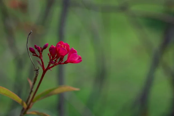 Cultivo Pequeñas Flores Rojas Con Cinco Pétalos —  Fotos de Stock