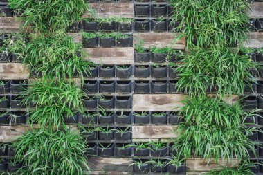 Arkaplan için çiçek duvarı dikey bahçesi