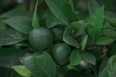 Turuncu ağaçta asılı yeşil portakallar Türkiye