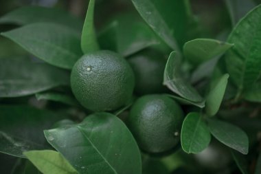 Turuncu ağaçta asılı yeşil portakallar Türkiye