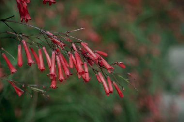 Kırmızı, küçük Rus çiçekleri eşbiçimli bitkiler. Yakın plan.