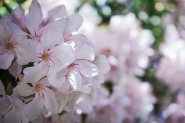 Parlak kırmızı neryum zakkum çiçekleri çok güzel.