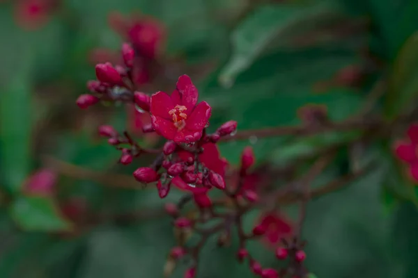 Cultivo Pequeñas Flores Rojas Con Cinco Pétalos —  Fotos de Stock