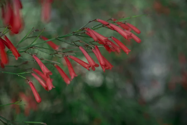 Rosso Piccoli Fiori Russelia Liguetiformis Pianta Vicino — Foto Stock