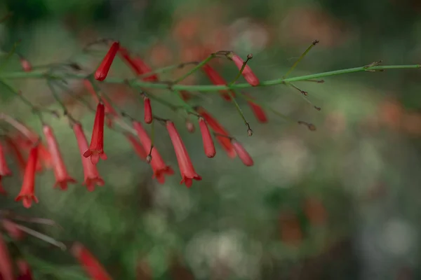 Κόκκινα Μικρά Άνθη Του Φυτού Russelia Equisetiformis Κοντά — Φωτογραφία Αρχείου