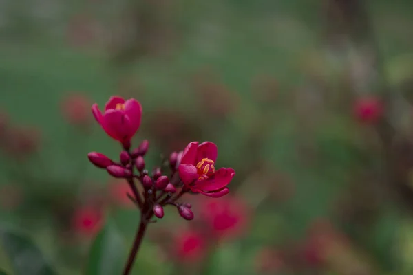 Cultivo Pequeñas Flores Rojas Con Cinco Pétalos —  Fotos de Stock