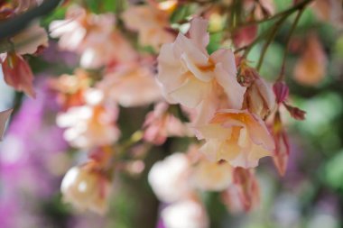 Parlak kırmızı neryum zakkum çiçekleri çok güzel.
