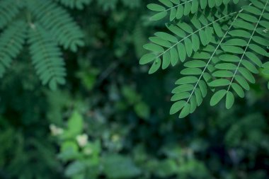  Bir ağacın yeşil yaprağı kadar yakın.
