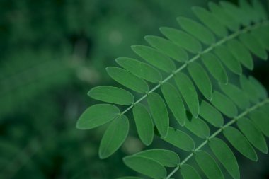  Bir ağacın yeşil yaprağı kadar yakın.
