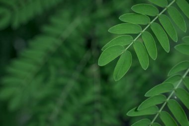  Bir ağacın yeşil yaprağı kadar yakın.