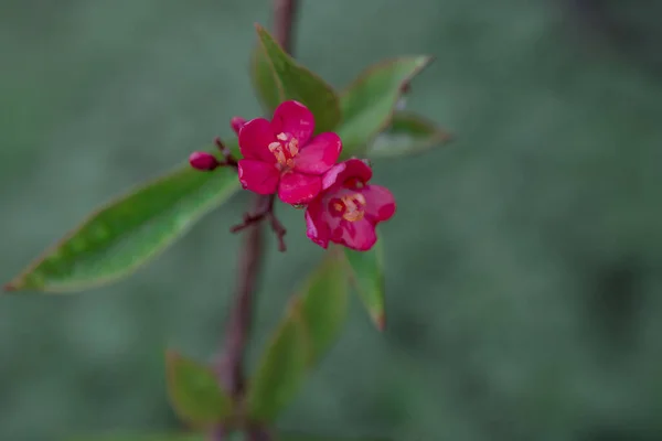 Cultivo Pequeñas Flores Rojas Con Cinco Pétalos —  Fotos de Stock