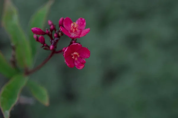 Cultivo Pequeñas Flores Rojas Con Cinco Pétalos —  Fotos de Stock