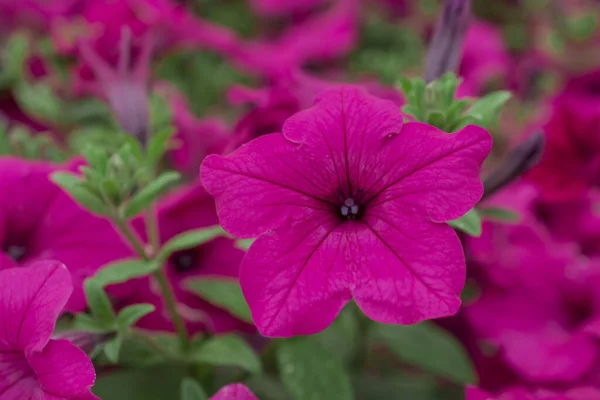 Veel Mooie Roze Petunia Bloemen Buiten Achtergrond Close — Stockfoto